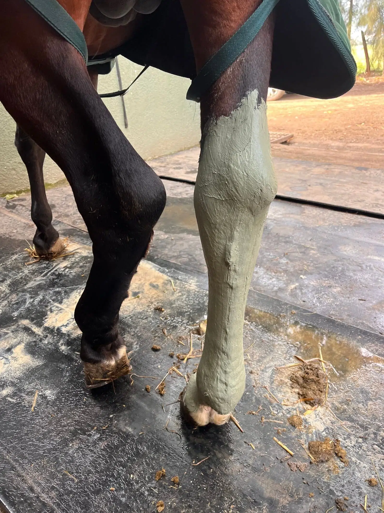 application argile sur jambe cheval