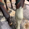 application argile verte sur jambe cheval
