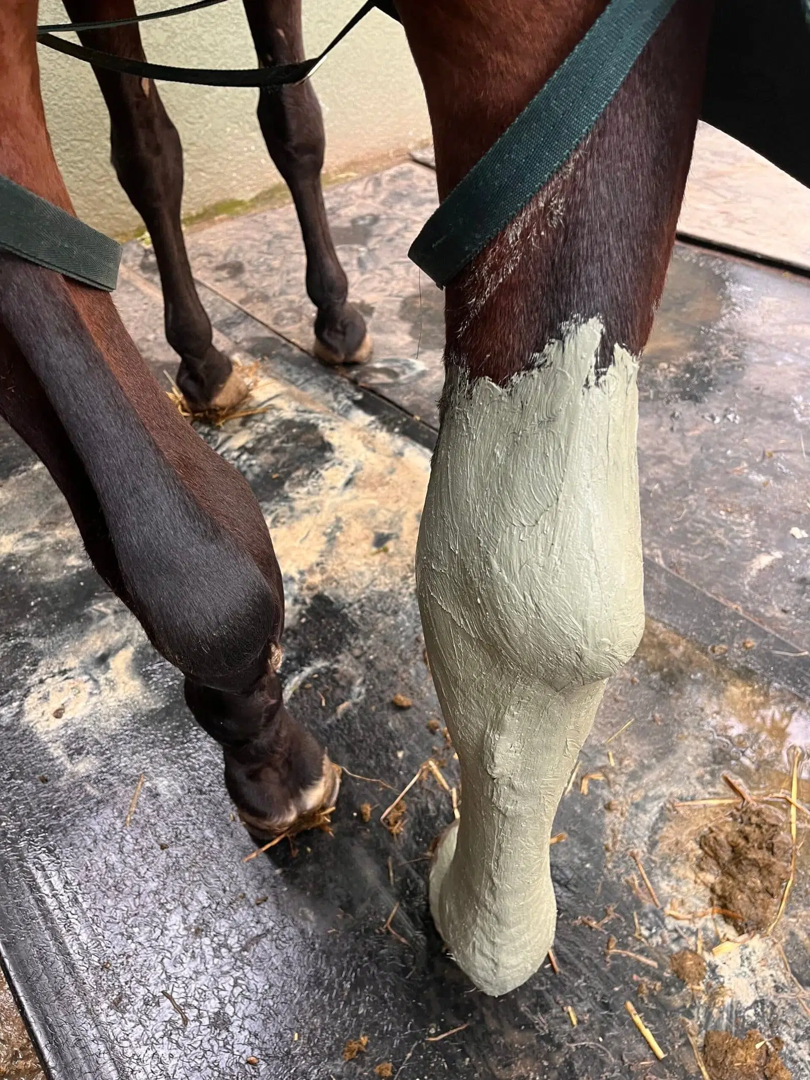 application argile verte sur jambe cheval